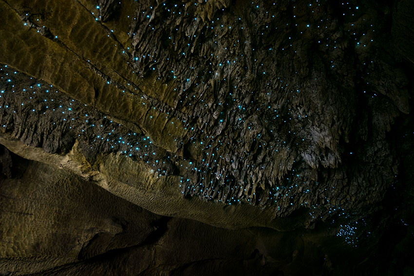 Amazing New Zealand Tourist attraction glowworm luminous worms in caves. High ISO Photo..