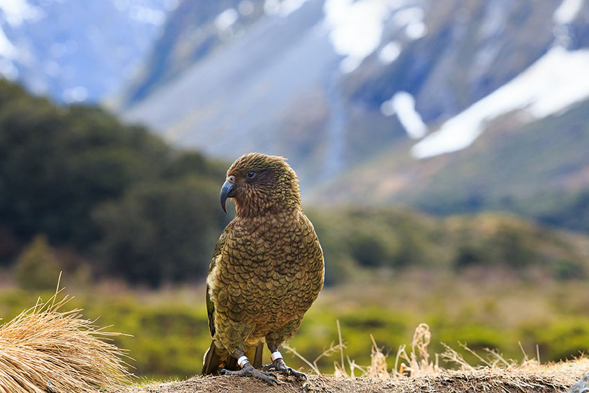 kea bird in alpine forest south land new zealand