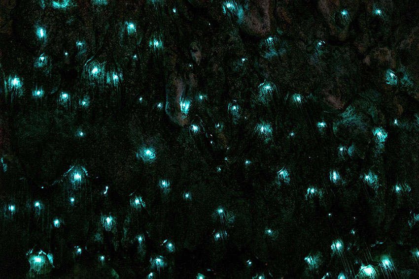 Amazing New Zealand Tourist attraction glowworm luminous worms in caves. High ISO Photo..