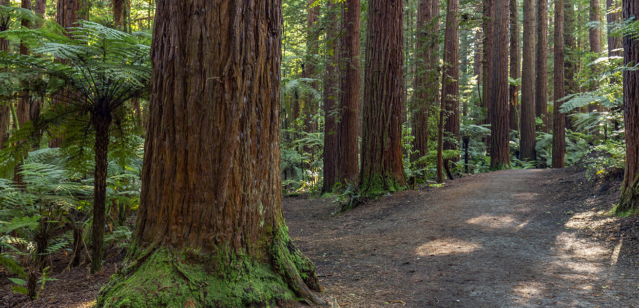 Redwoods Whakarewarewa Forest