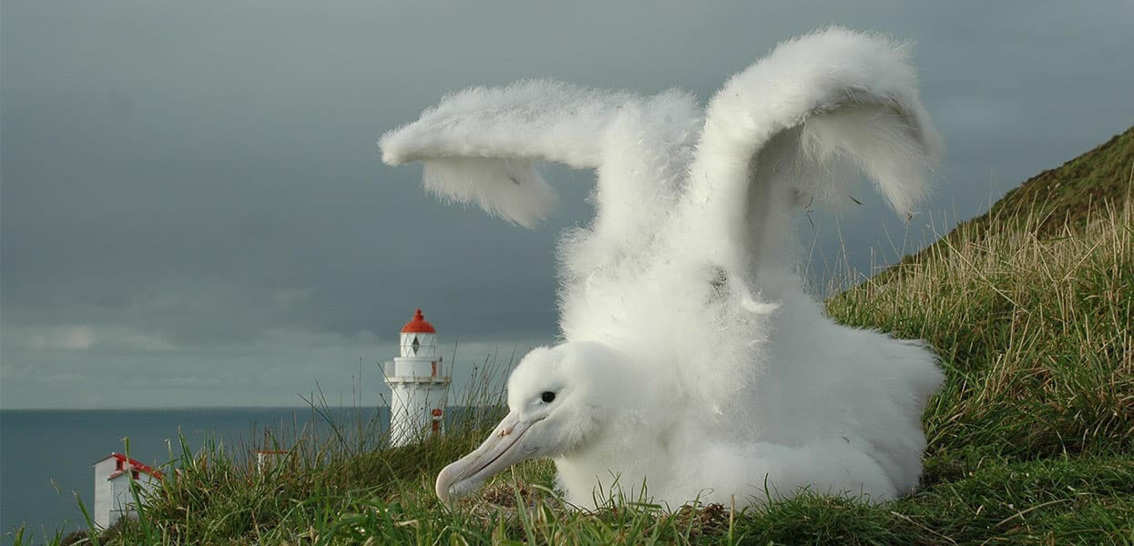 Take Royal Albatross Colony Tour at the Royal Albatross Centre